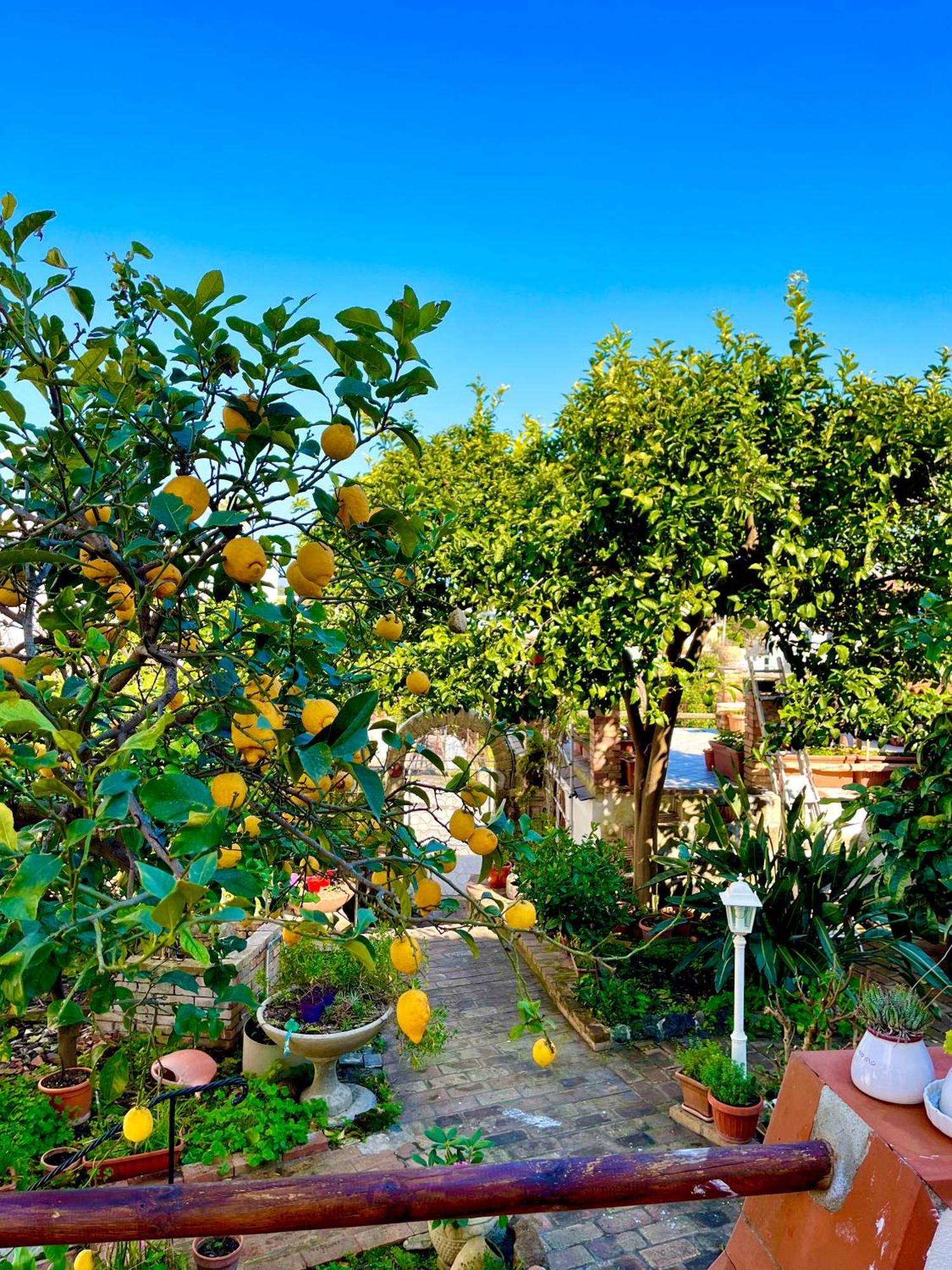 Villa Elke Ischia Dış mekan fotoğraf